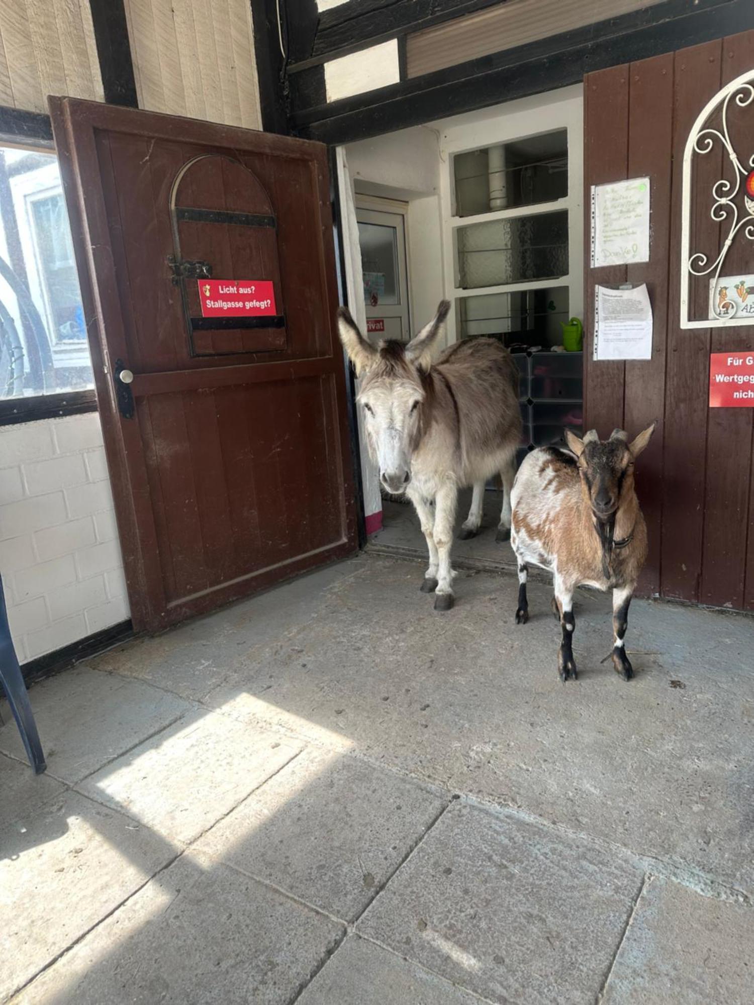 Im Reit- Und Ponyparadies Roos *