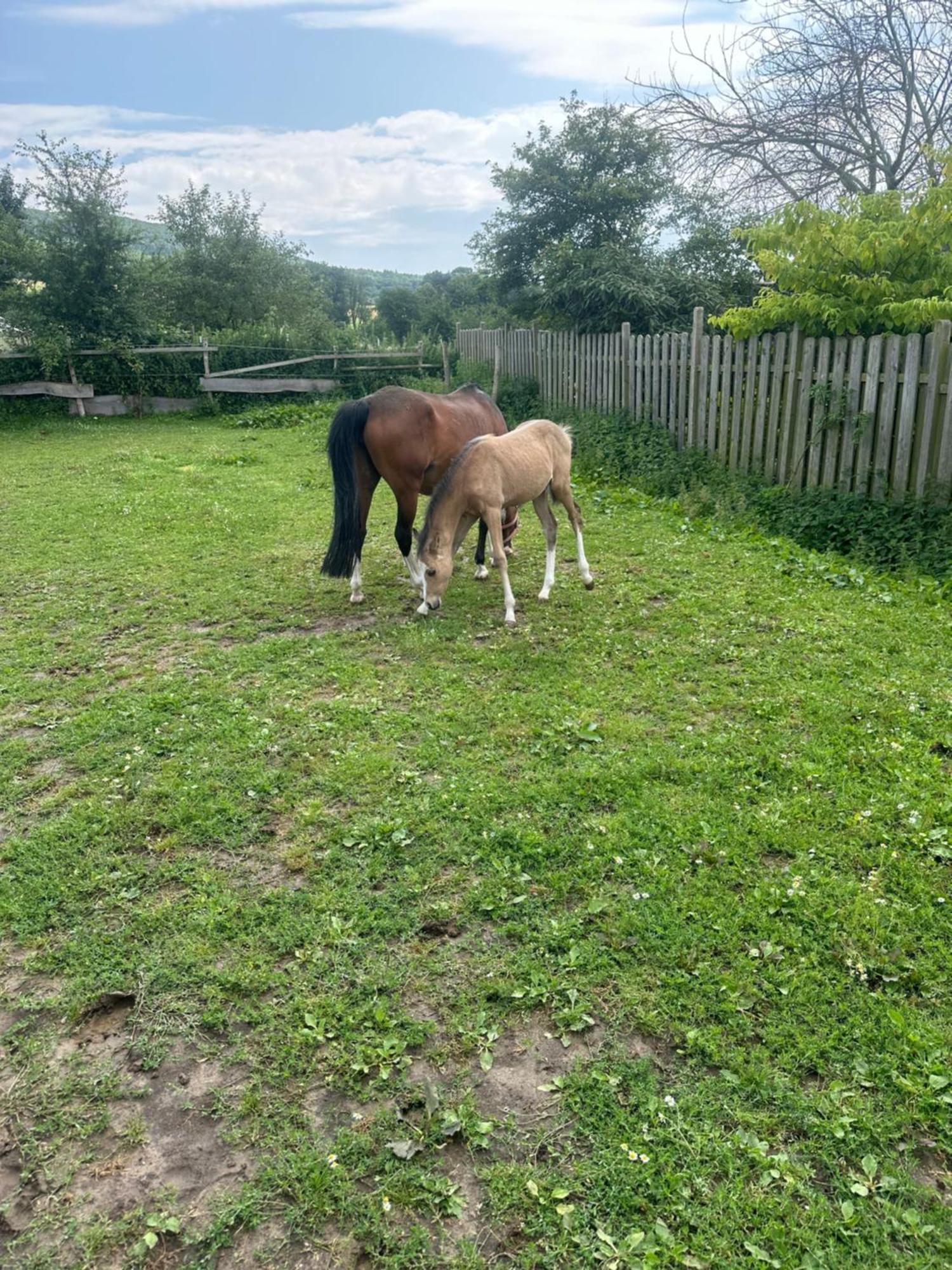 Im Reit- Und Ponyparadies Roos * Halle (Holzminden)